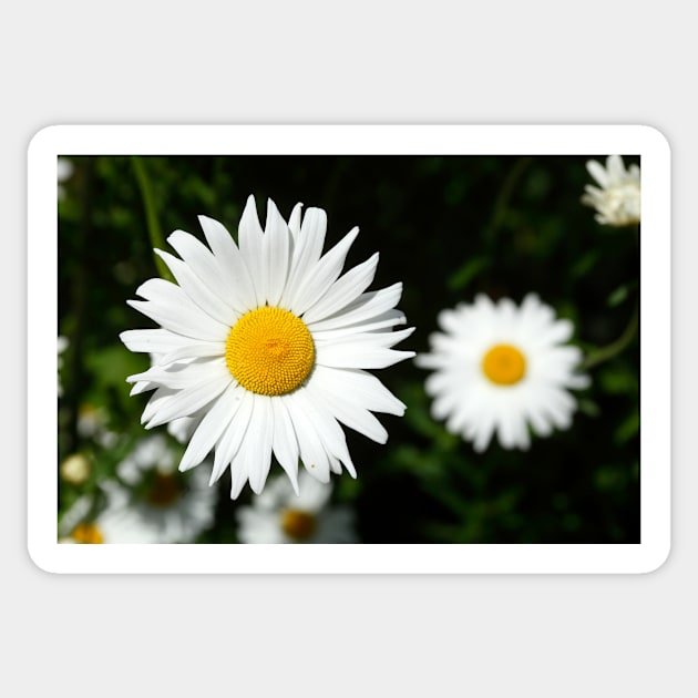 daisies Sticker by Kruegerfoto